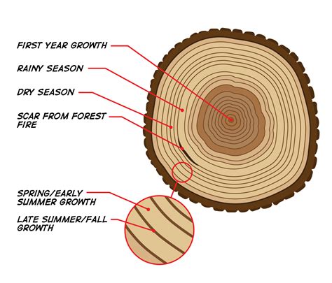 tree rings dating example
